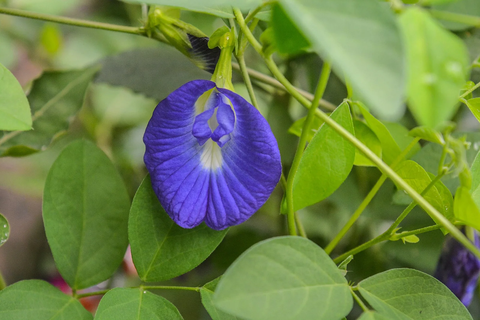 Aprajita butterfly pea vine with blue flowers on a trellis