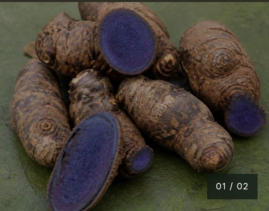 Fresh black turmeric rhizomes with deep blue flesh