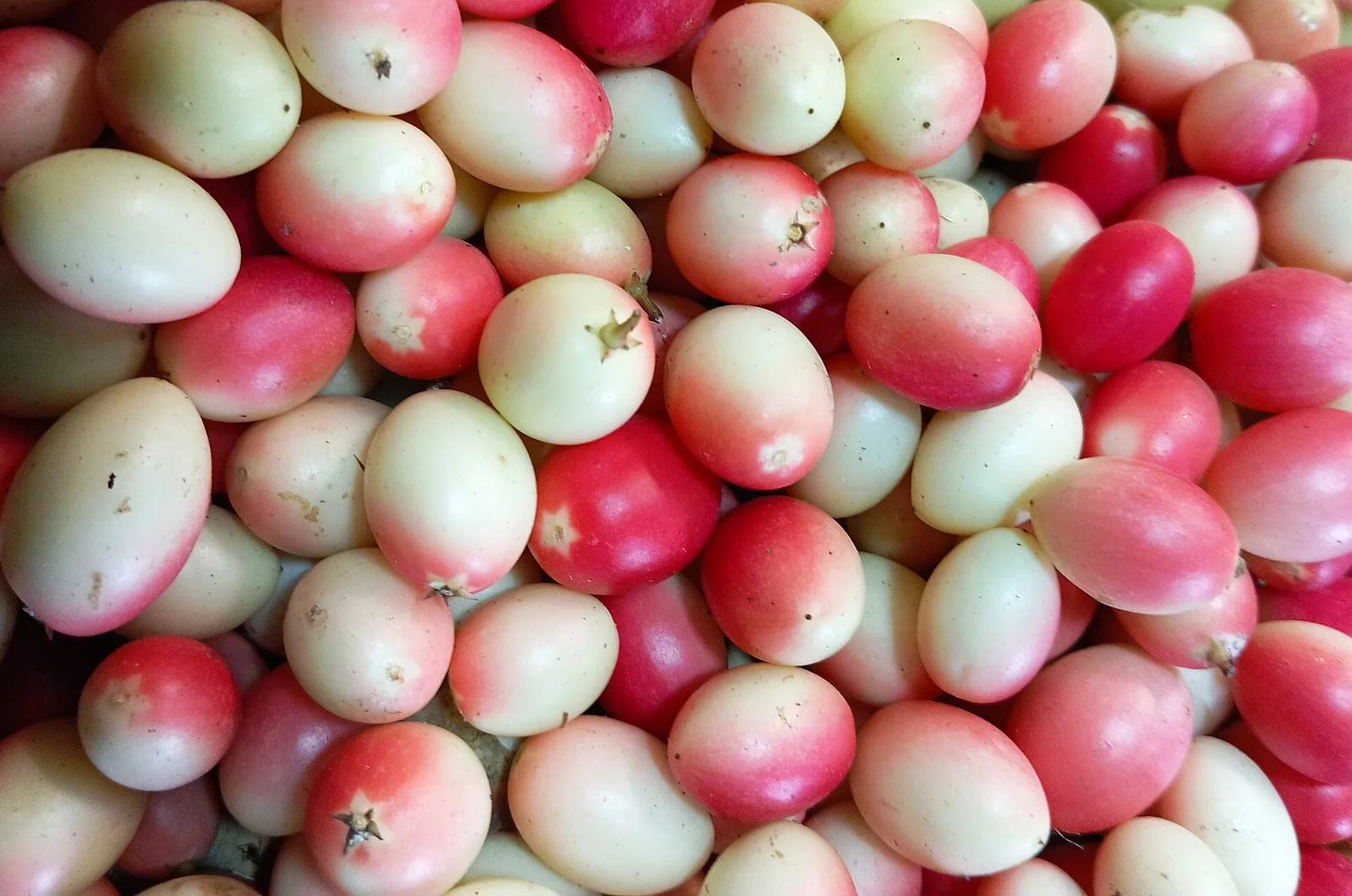 Fresh karunda fruits on the plant