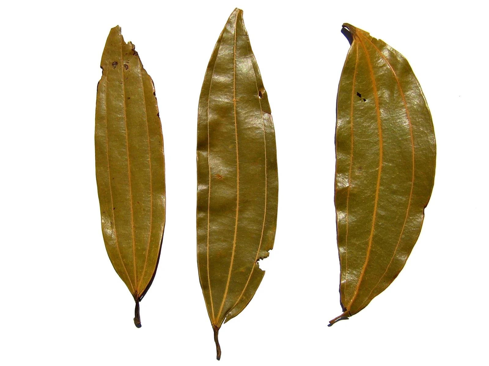 Freshly harvested tejpatta leaves in farmer hands