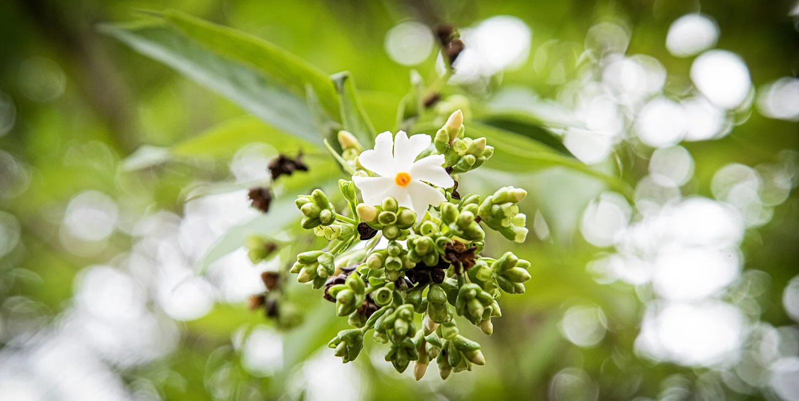 Parijaat plant with white orange-stemmed flowers