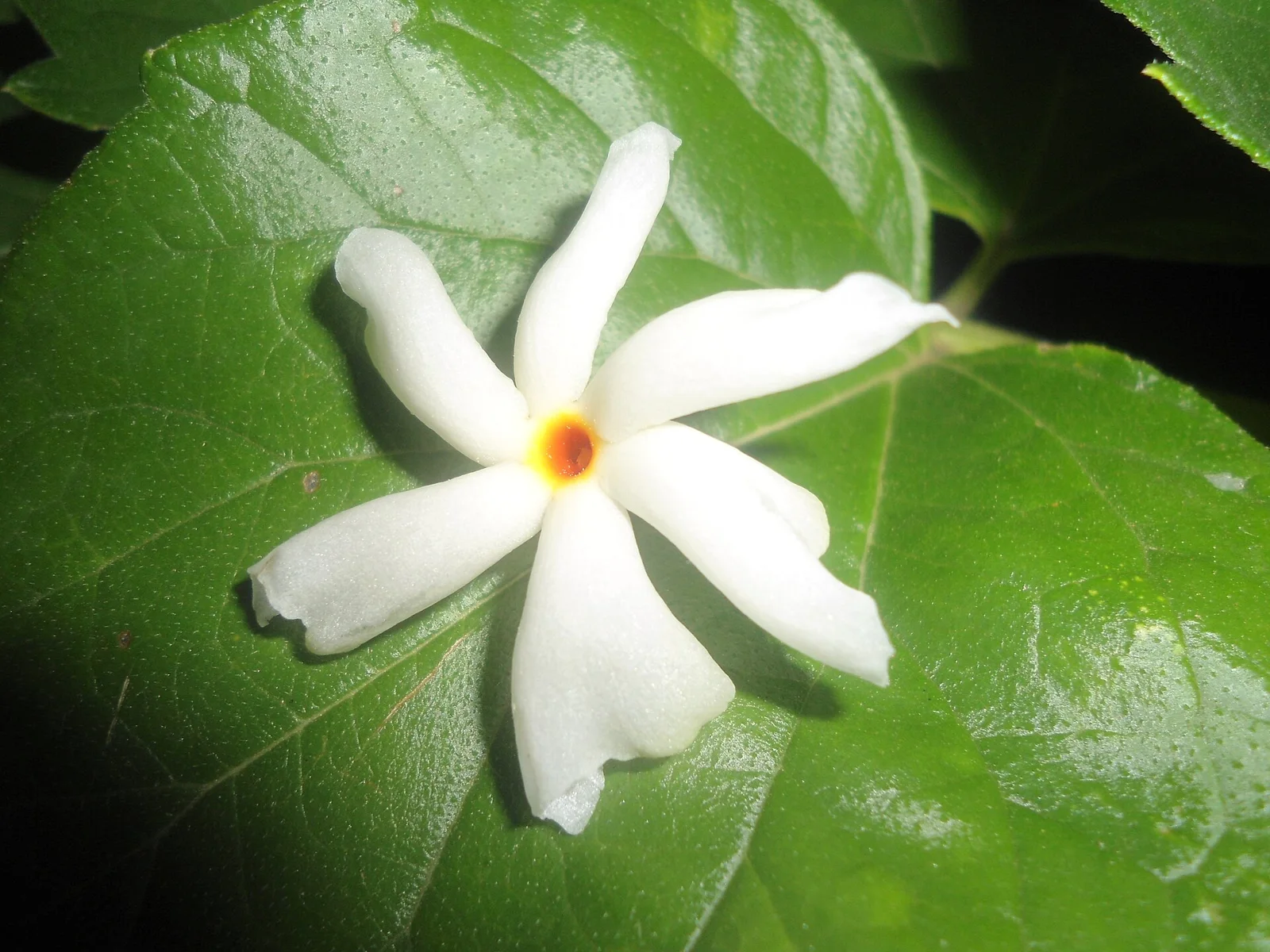 Parijaat flowers close-up