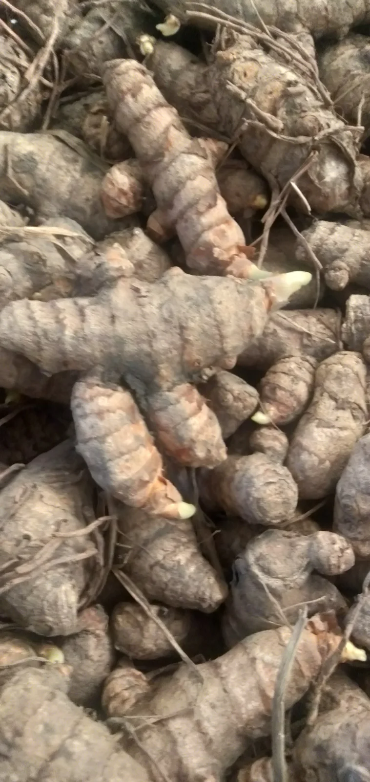 Turmeric rhizomes prepared for planting in tilled soil rows